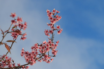 pink blossom flowers with vintage background