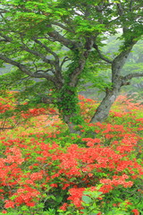  室根山のツツジ 