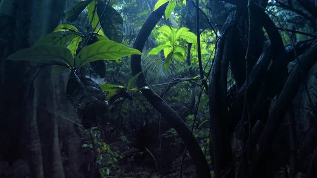 Dark spooky forest with light shining through canopy of jungle lianas after rain