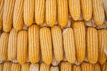 Fototapeta na wymiar Dry corn background