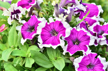 pink petunia flowers in garden