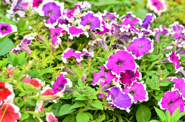 pink petunia flowers in garden