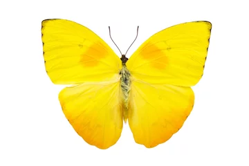 Crédence de cuisine en verre imprimé Papillon Papillon jaune vif isolé sur fond blanc