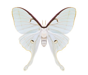 Fototapeta premium Beautiful night moth with tailed wings isolated on white