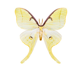 Beautiful night moth with tailed wings isolated on white