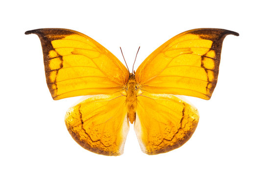 Beautiful bright yellow butterfly isolated on white