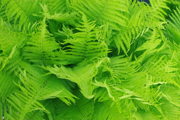 Green fresh plants grass (fern) closeup for background