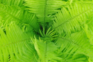 Green fresh plants grass (fern) closeup for background