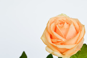 Beautiful yellow rose on a white background. On roses dew drops
