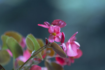 Obraz na płótnie Canvas Begonia flower
