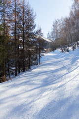 Obraz premium ski trail in the mountains among the trees