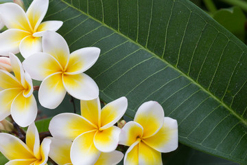 witte frangipani tropische bloem, bloeiende plumeriabloem