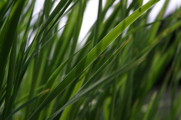 Fototapeta na wymiar Green fresh plants grass closeup for background