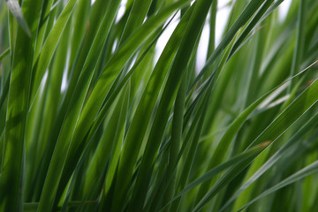 Fototapeta na wymiar Green fresh plants grass closeup for background
