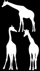 three giraffe white silhouettes isolated on black