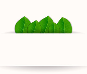 Green leaves vector background