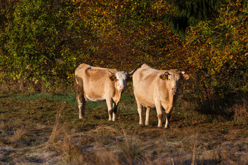 Landwirtschaft Tierhaltung Freiland Kuhherde