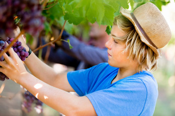 Boy in vineyard