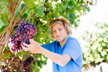 Boy in vineyard