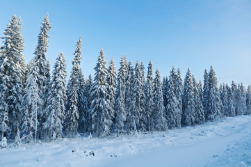Winter landscape