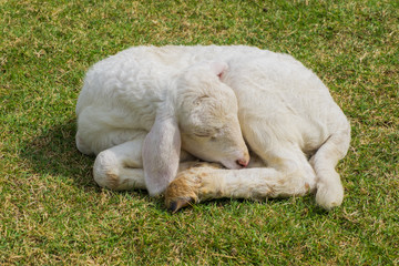 Fototapeta premium Sweet dreams lamb 