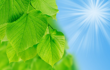 Green leaves on a blurred background