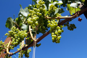 シャルドネの実が膨らみもうすぐ収穫を迎えるところ