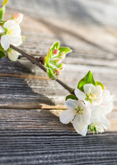 Apple blossom close-up