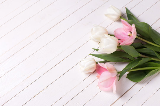 Spring white and pink  tulips  on white  painted wooden backgrou