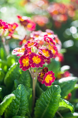 Beautiful primula