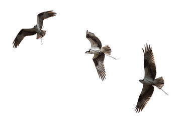 Osprey Bird over white
