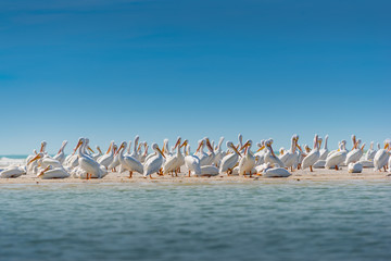 Fototapeta premium White Pelican Colony