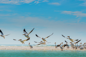 White Pelicans taking off of Florida's Beach - Powered by Adobe
