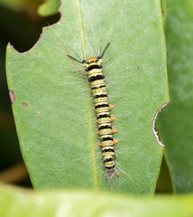 worm