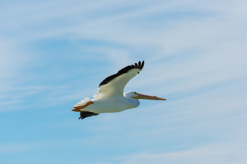 Pelican in Flight close-up