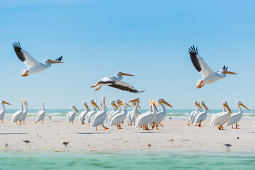 White Pelicans taking off of Florida's Beach