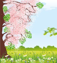 Wiosenne kwitnące drzewo  - obrazy, fototapety, plakaty
