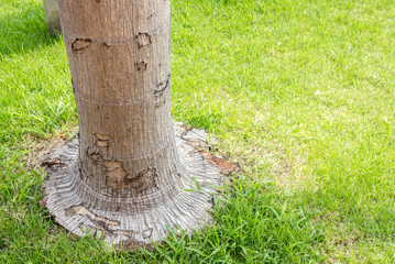 Tree on grass texture