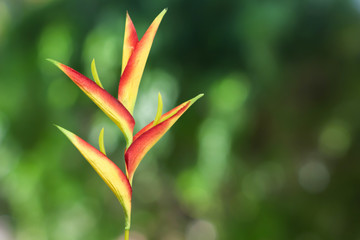 Heliconia flower on green bokeh,blurred bokeh