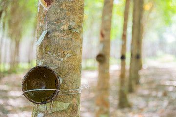 Cup for latex on Rubber trees in the row for rubber tree farm in Thailand