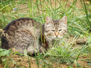 Fototapeta na wymiar Cat in grass