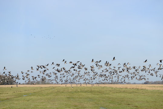 flying wild geese