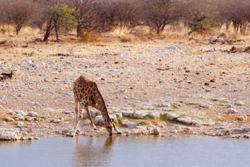 Fototapeta na wymiar Giraffa camelopardalis near waterhole