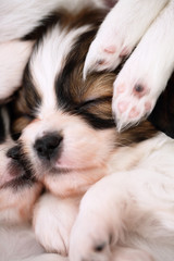 puppies healthy deep sleep,close up