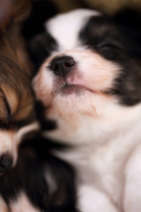 cute puppy face close-up