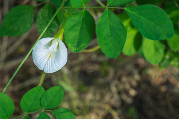 Pea flowers