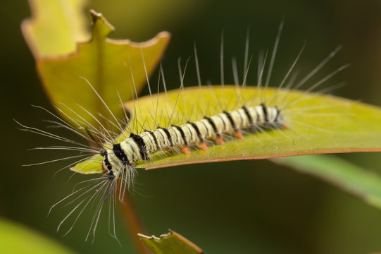 worm