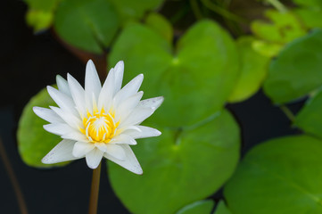 White Yellow Lotus flower and Lotus flower plants.
