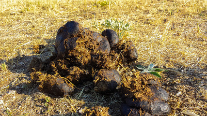 cow dung in the field