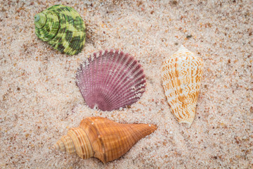 Seashells on sand beach